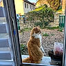 cat, orange_cat, white_cat, window, doorway, garden, stone_fence, plants, outdoor, daylight, house, roof, tree, greenery, container, curtain, animal, pet, fur, sitting