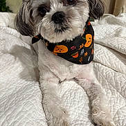 Oreo joined the competition — help win amazing prizes! adorable, animal, bandana, black_bandana, close_up, companion, cozy, cute, dog, domestic_animal, fluffy, fur, indoor, lying_down, orange_pattern, paw, pet, portrait, small_dog, white_quilt