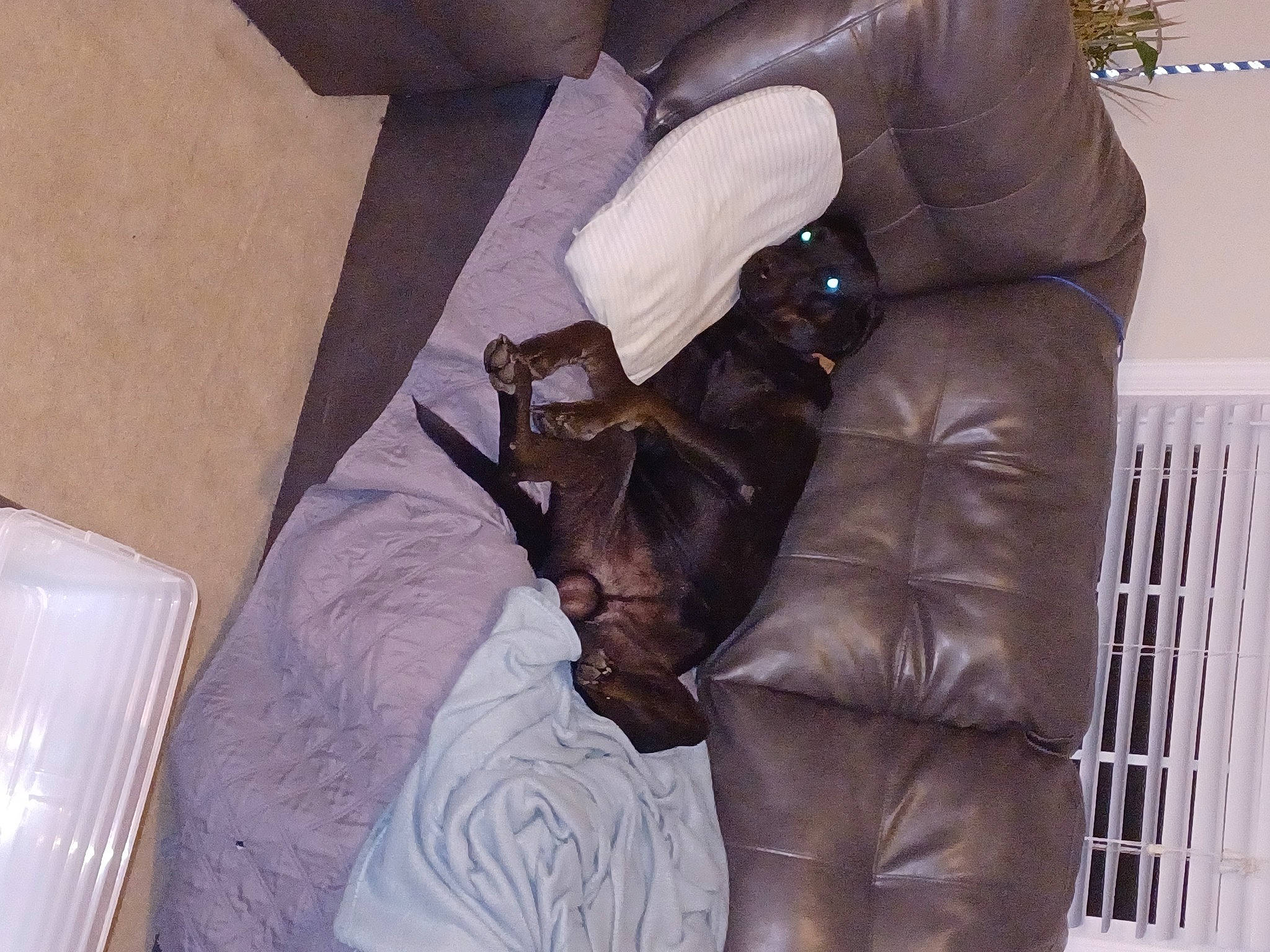 Sabbath joined the competition — help win amazing prizes! bag, brown, chair, comfort, companion_dog, couch, fashion_accessory, fur, glove, human_leg, leather, leather_jacket, luggage_and_bags, natural_material, outerwear, room, sitting, sleeve, thigh, wood