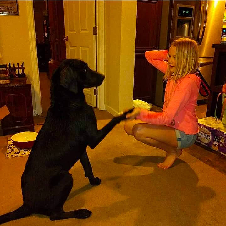 Sabbath joined the competition — help win amazing prizes! carnivore, comfort, companion_dog, dog, dog_breed, door, fawn, flooring, fun, guard_dog, hardwood, mammal, picture_frame, sitting, sporting_group, tail, terrestrial_animal, toddler, wood, working_animal