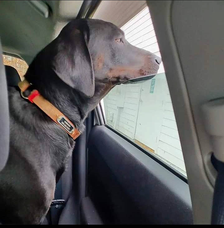 Sabbath is registered to the contest to win money with this photo: auto_part, automotive_exterior, automotive_lighting, automotive_mirror, automotive_window_part, car, car_seat, car_seat_cover, carnivore, collar, dog, dog_breed, dog_collar, family_car, glass, snout, sporting_group, vehicle, vehicle_door, windshield