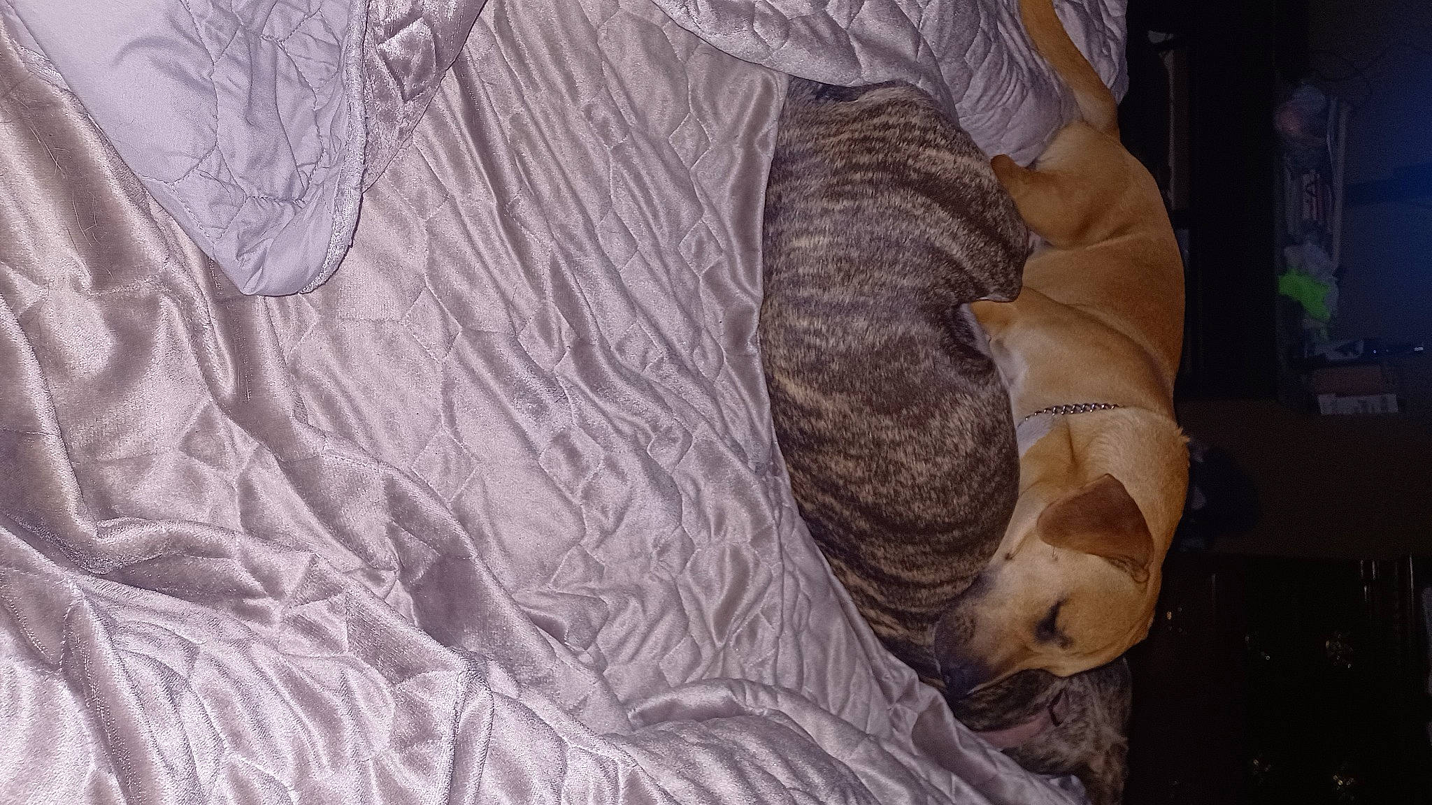 Willie is registered to the contest to win money with this photo: art, boa, comfort, felidae, fur, grey, linens, pattern, python, reptile, rock, scaled_reptile, serpent, sleeve, snake, terrestrial_animal, tree, visual_arts, wood, wool