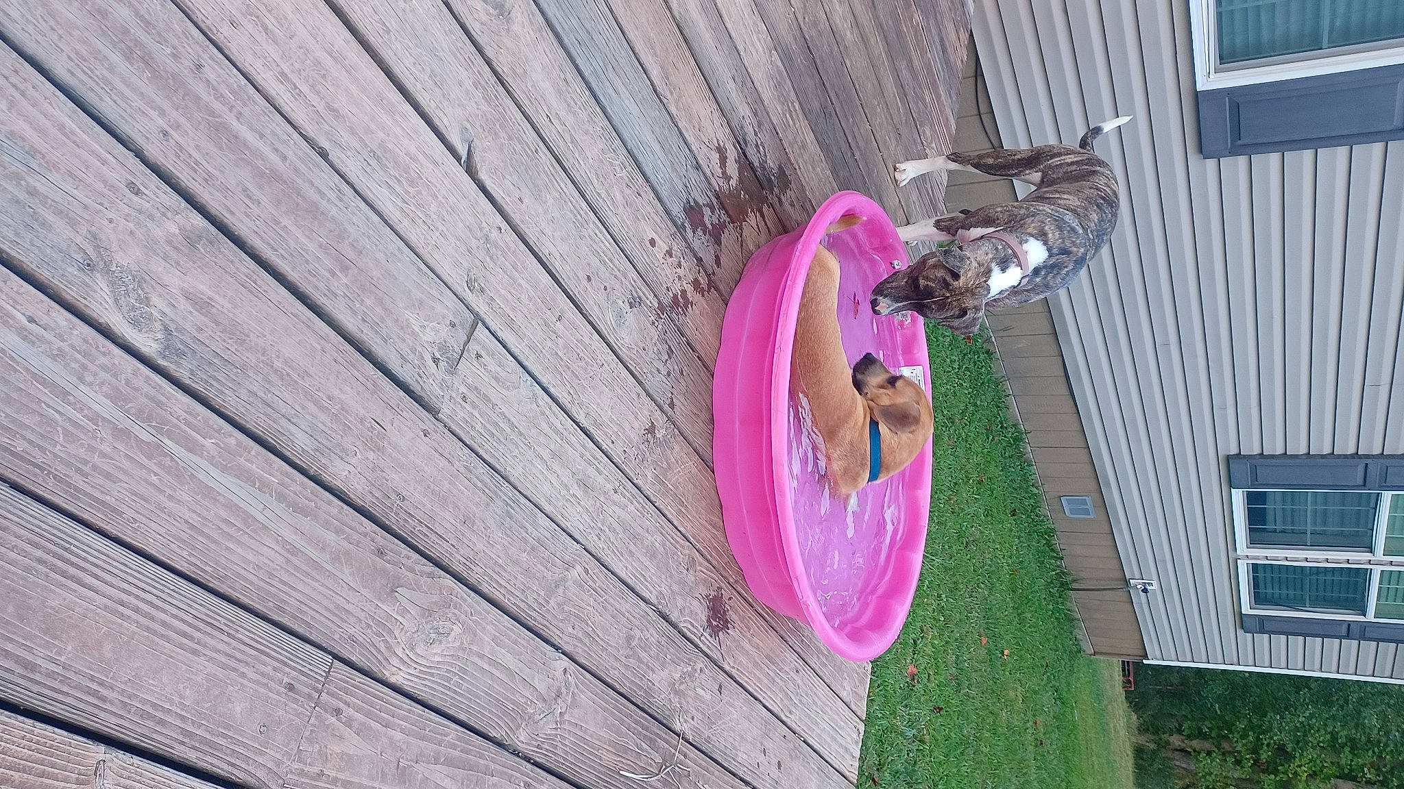 Willie is registered to the contest to win money with this photo: circle, facade, fashion_accessory, grass, hardwood, house, leisure, magenta, pink, plank, plant, purple, reflection, siding, tree, window, wood, wood_stain