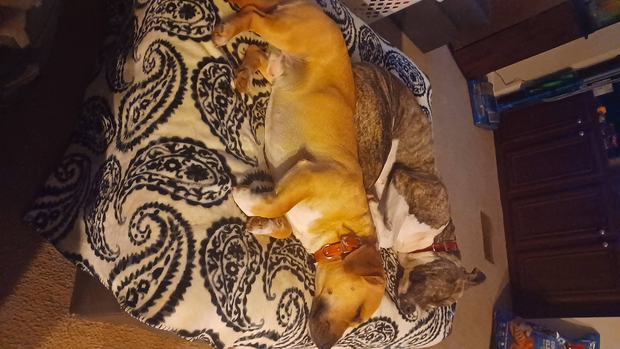 Zeka is registered to the contest to win money with this photo: art, bedding, big_cats, comfort, fawn, felidae, fur, linens, mythology, pattern, room, tail, terrestrial_animal, tree, visual_arts, whiskers