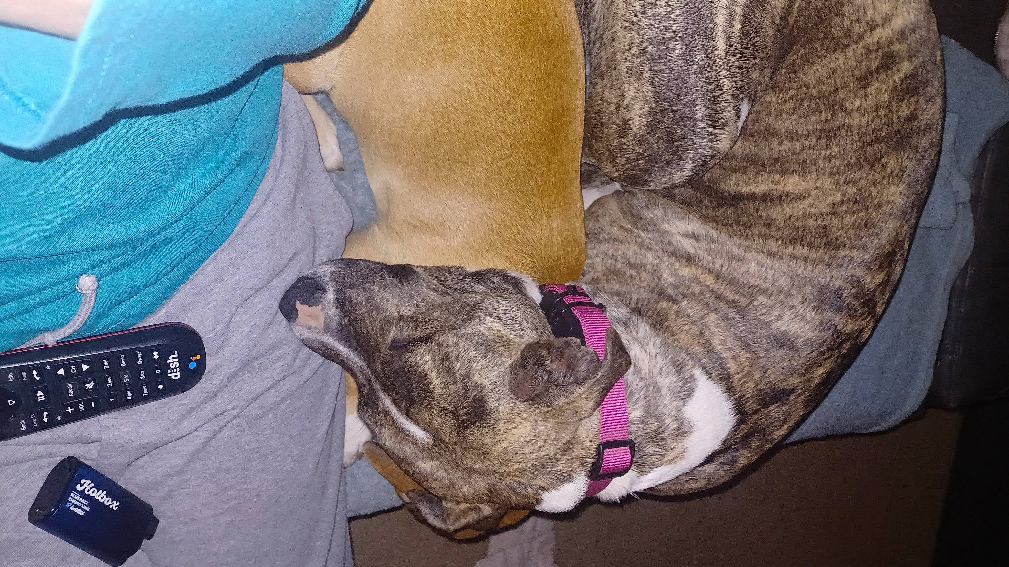 Zeka joined the competition — help win amazing prizes! canidae, carnivore, collar, comfort, companion_dog, dog, dog_breed, dog_collar, dog_supply, ear, fawn, fur, leash, liver, pet_supply, snout, sporting_group, whiskers, working_animal, wrinkle