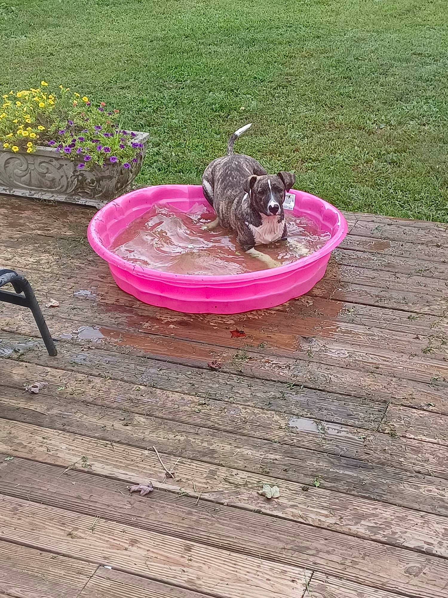 Zeka is registered to the contest to win money with this photo: carnivore, companion_dog, dog, dog_breed, fawn, flooring, flower, grass, hardwood, leisure, magenta, outdoor_furniture, pet_supply, plant, sporting_group, tail, water, water_feature, wood, working_animal