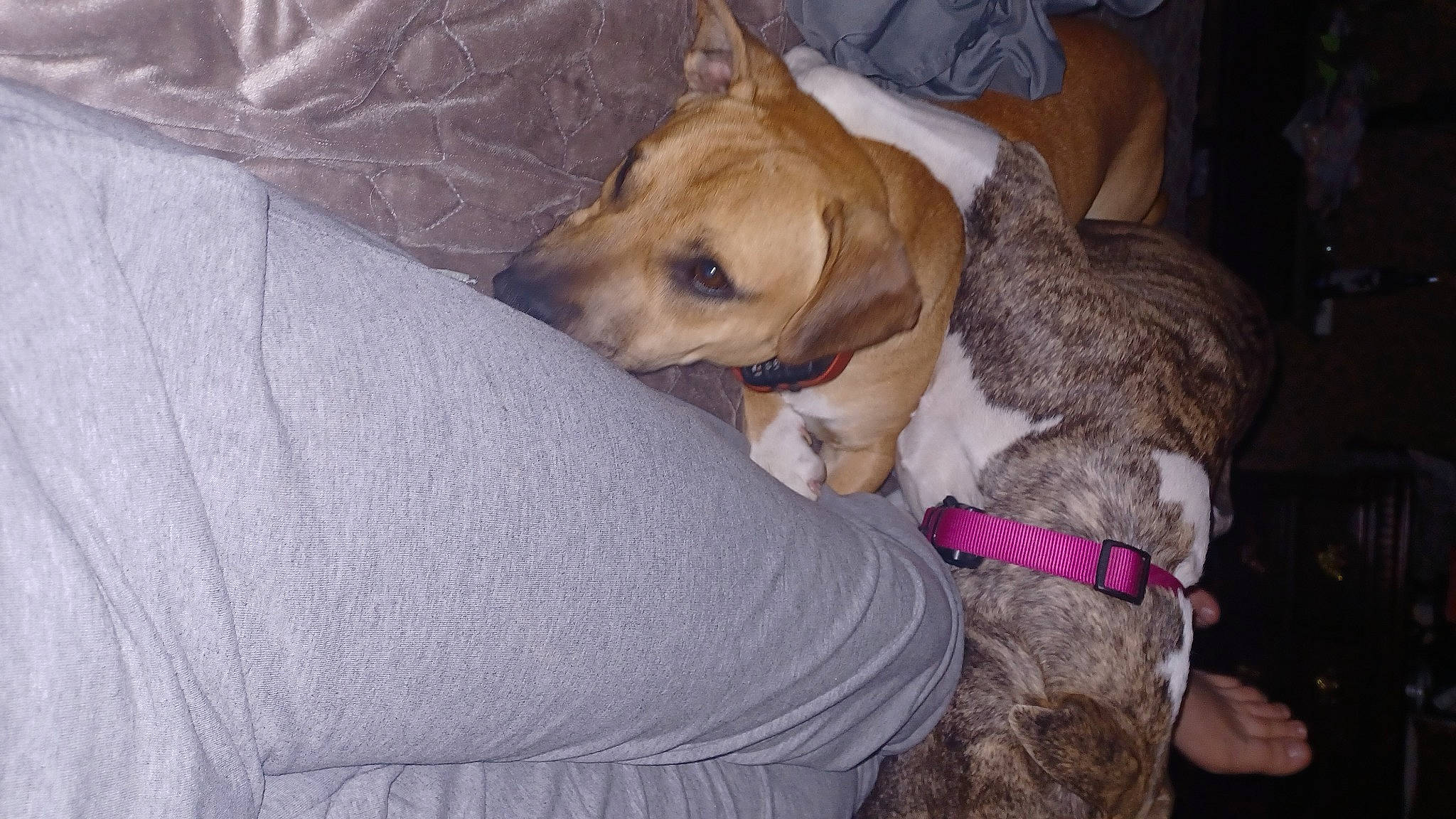 Zeka joined the competition — help win amazing prizes! canidae, carnivore, collar, comfort, companion_dog, couch, dog, dog_breed, dog_collar, dog_supply, fawn, fur, guard_dog, paw, pet_supply, retriever, snout, sporting_group, tail, working_animal