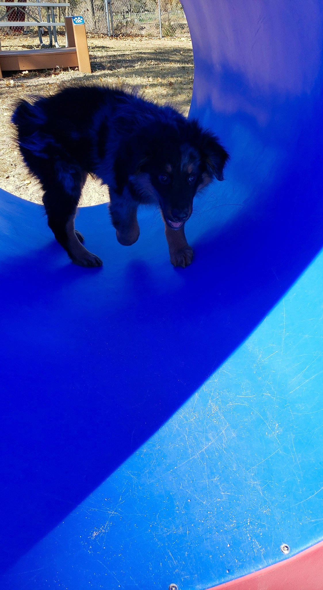 Barley is registered to the contest to win money with this photo: blue, canidae, carnivore, cobalt_blue, dog, dog_breed, electric_blue, hovawart, newfoundland, sporting_group, tail