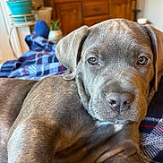 Vinny joined the competition — help win amazing prizes! puppy, dog, close_up, indoor, blanket, plaid, furniture, wooden_dresser, plant, cozy, relaxing, brown, gray, pet, young_dog, cute, animal, portrait, home, resting