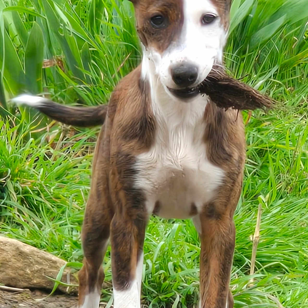 Nala participe au concours pour gagner de l'argent avec cette photo : animal, brown, canine, closeup, dog, ears, fur, grass, mud, nature, outdoor, pet, plants, playful, puppy, standing, stick, tail, white, young
