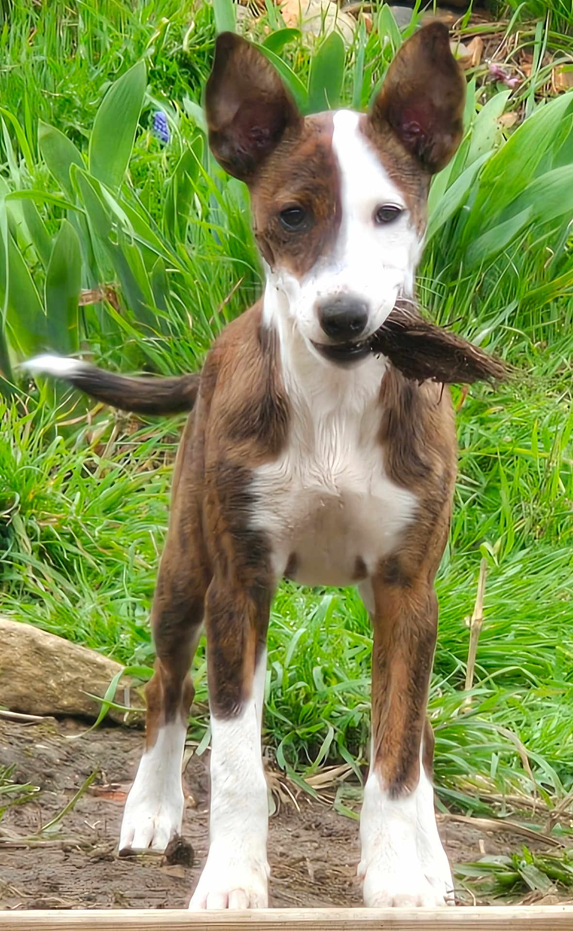 Nala participe au concours pour gagner de l'argent avec cette photo : animal, brown, canine, closeup, dog, ears, fur, grass, mud, nature, outdoor, pet, plants, playful, puppy, standing, stick, tail, white, young