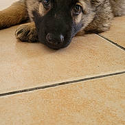 Arya participe au concours pour gagner de l'argent avec cette photo : puppy, dog, pet, lying_down, floor, tile, cute, fur, ears, indoor, animal, young, portrait, closeup, adorable, resting, eyes, face, canine, domestic