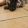 puppy, dog, pet, lying_down, floor, tile, cute, fur, ears, indoor, animal, young, portrait, closeup, adorable, resting, eyes, face, canine, domestic