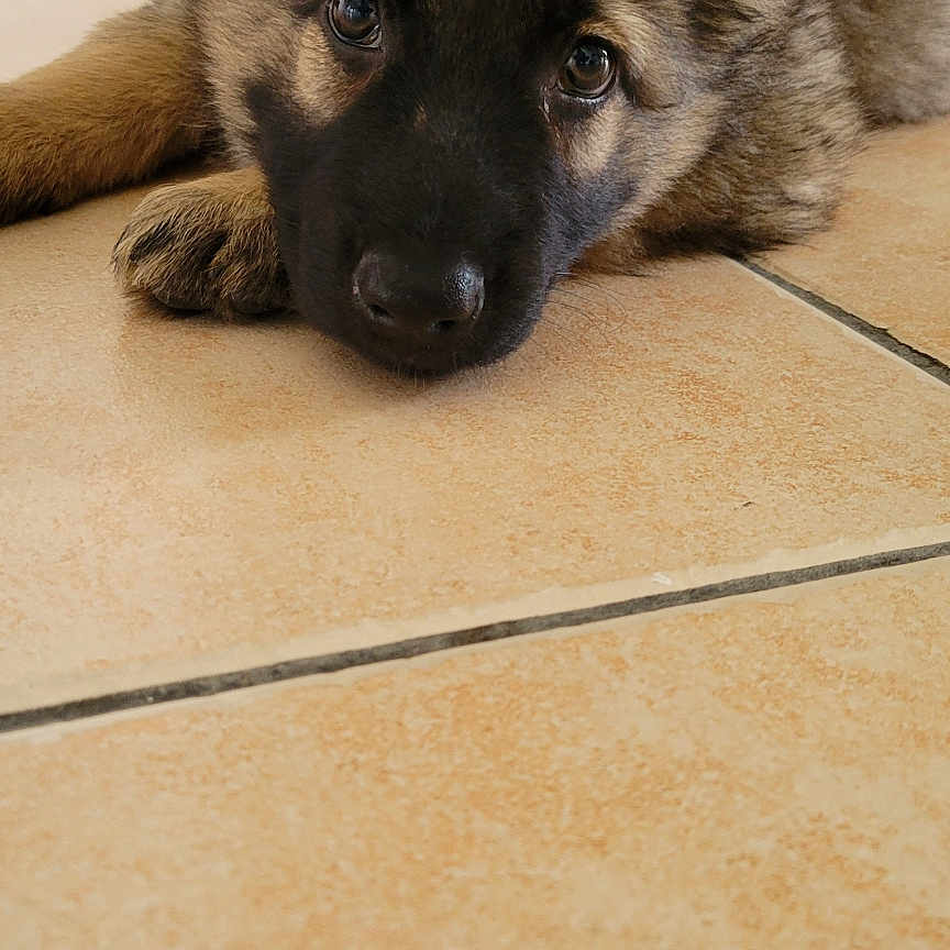 Arya participe au concours pour gagner de l'argent avec cette photo : adorable, animal, canine, closeup, cute, dog, domestic, ears, eyes, face, floor, fur, indoor, lying_down, pet, portrait, puppy, resting, tile, young