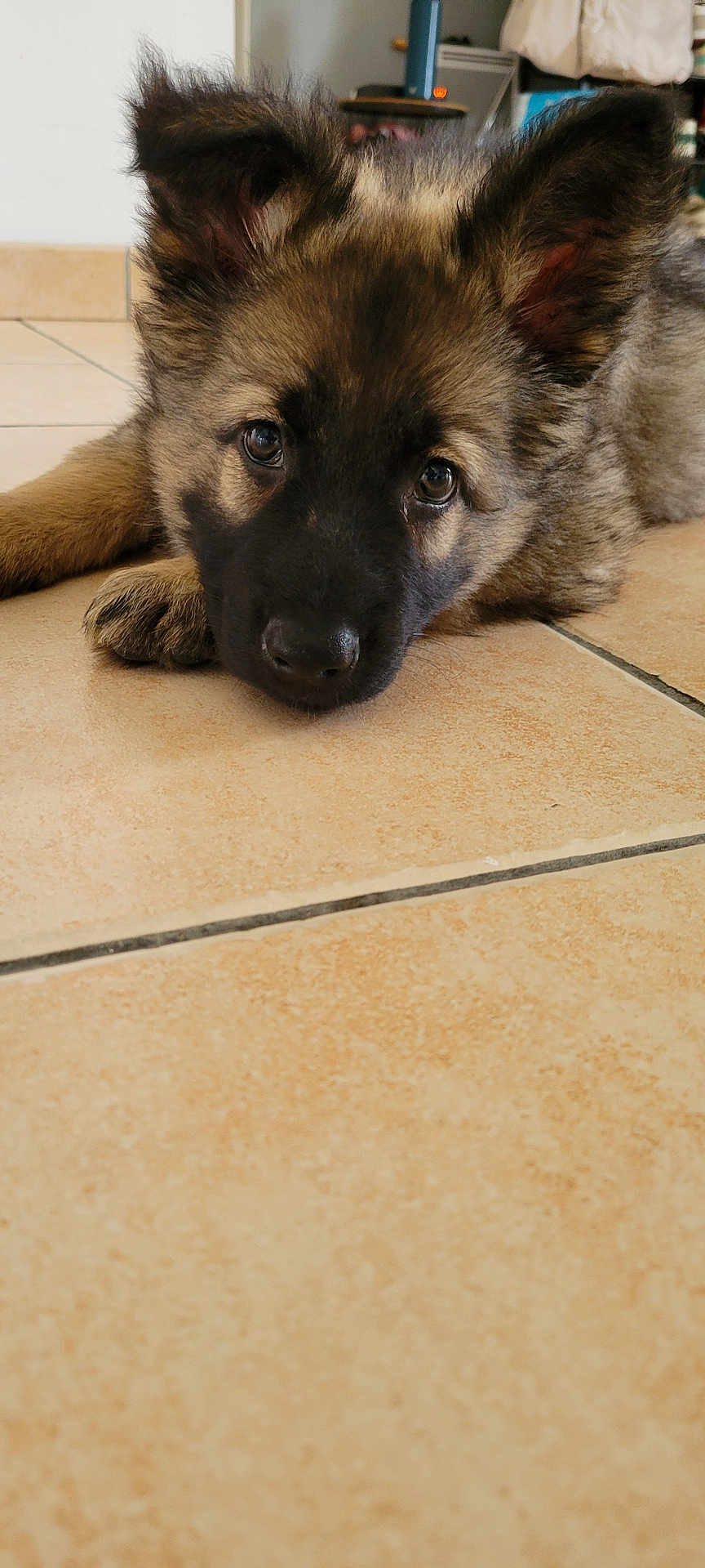 Arya