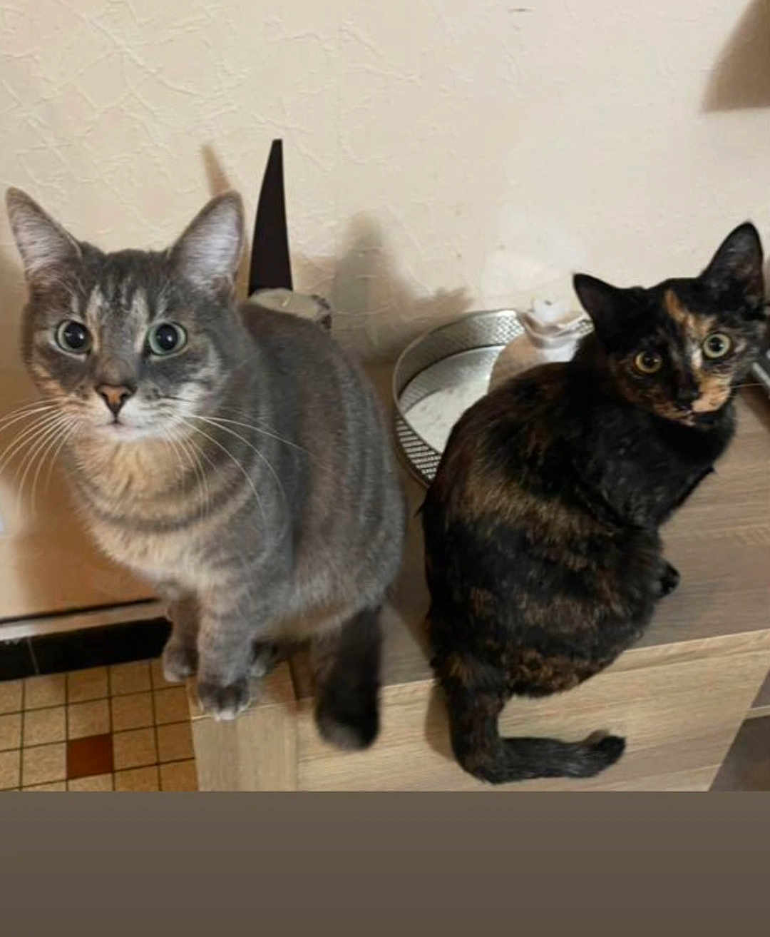 Mimi Et Noupette participe au concours pour gagner de l'argent avec cette photo : cat, grey_tabby, tortoiseshell, pets, animal, feline, curious, sitting, wooden_surface, indoor, floor_tiles, whiskers, ears, eyes, tail, domestic, companion, cute, two_cats, household