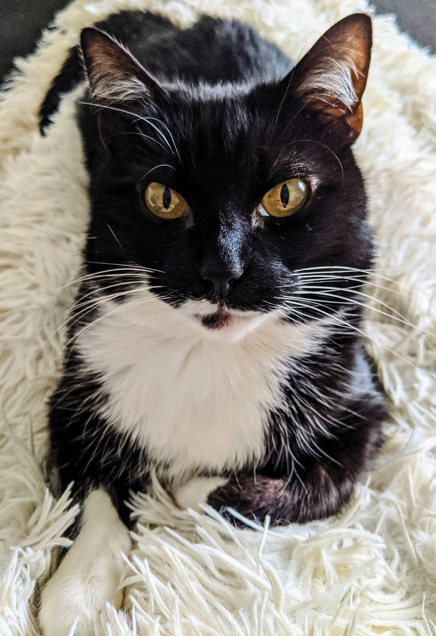 Mimoune a rejoint le concours — aidez-le/la à gagner de superbes lots ! asian, black_and_white, black_cat, british_semi_longhair, carnivore, cat, domestic_long_haired_cat, domestic_short_haired_cat, european_shorthair, eye, felidae, fur, kitten, mammal, norwegian_forest_cat, polydactyl_cat, small_to_medium_sized_cats, snout, whiskers