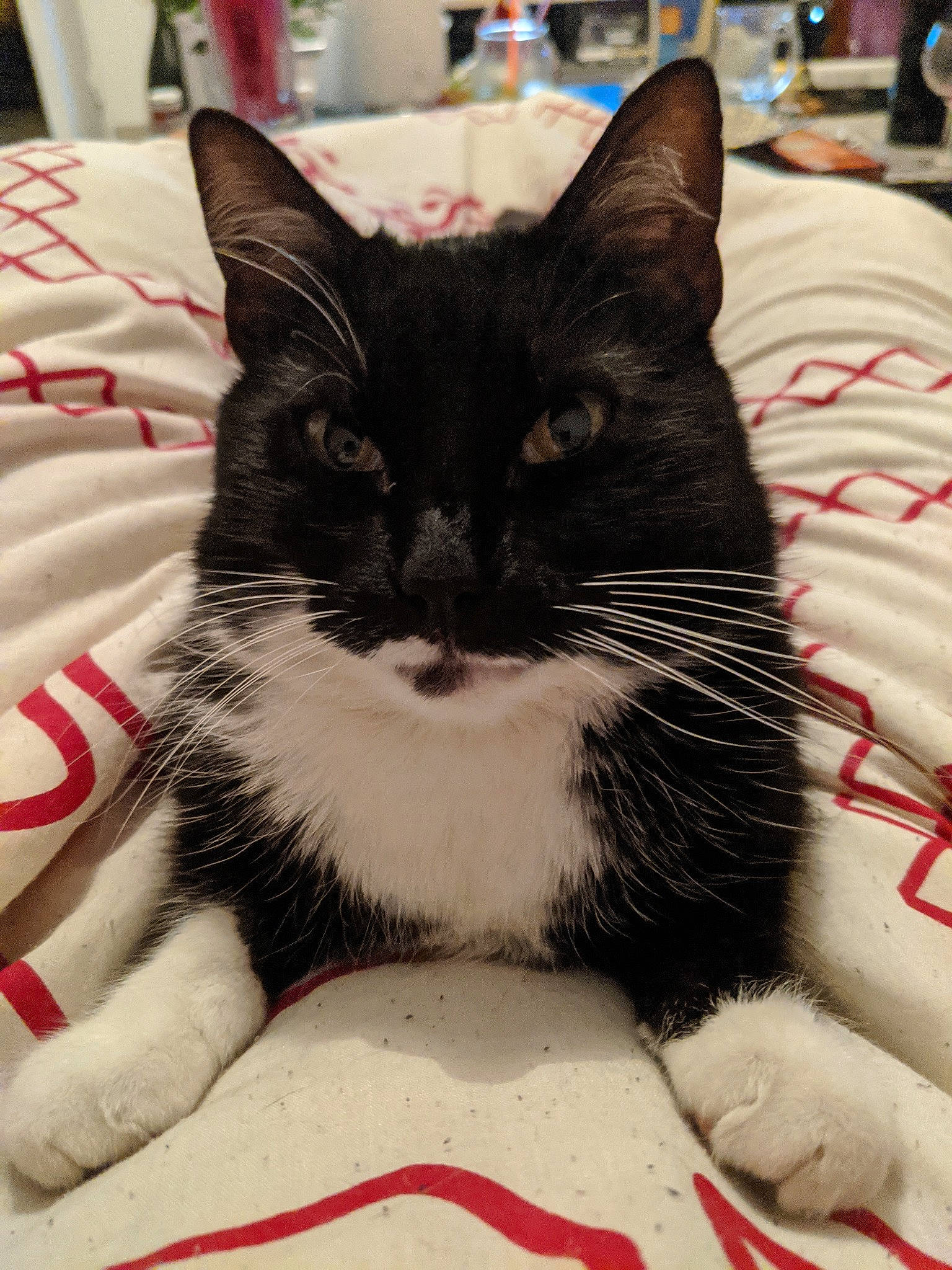 Mimoune participe au concours pour gagner de l'argent avec cette photo : american_shorthair, american_wirehair, asian, black_and_white, black_cat, carnivore, cat, domestic_short_haired_cat, felidae, fur, german_rex, kitten, mammal, polydactyl_cat, small_to_medium_sized_cats, snout, whiskers