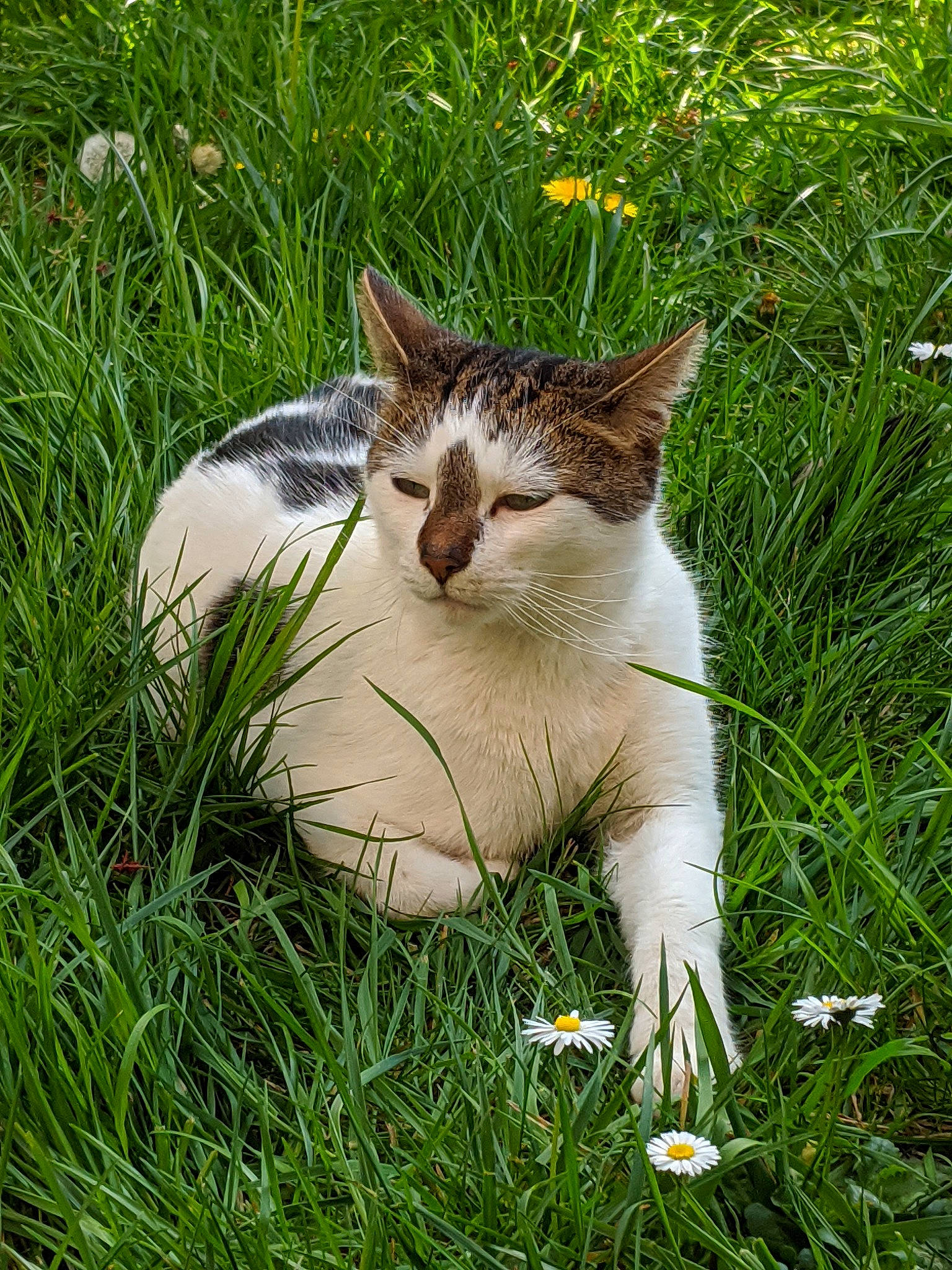 Fox a rejoint le concours — aidez-le/la à gagner de superbes lots ! aegean_cat, american_wirehair, carnivore, cat, domestic_short_haired_cat, european_shorthair, felidae, flower, fur, grass, grass_family, green, herbaceous_plant, lawn, plant, small_to_medium_sized_cats, spring, tabby_cat, whiskers, wildflower