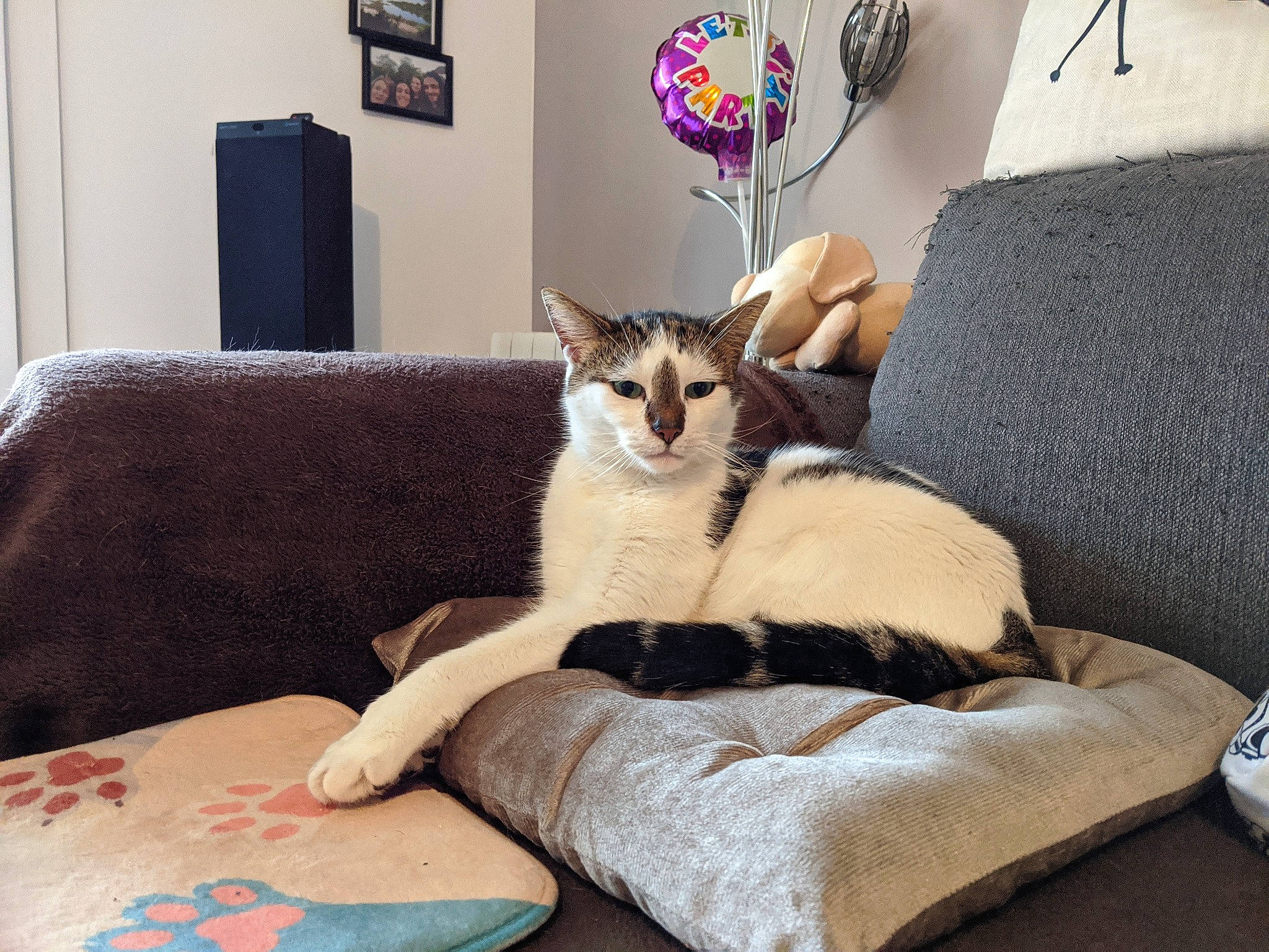 Fox participe au concours pour gagner de l'argent avec cette photo : asian, bed, bed_sheet, carnivore, cat, comfort, couch, cushion, european_shorthair, fawn, felidae, fur, furniture, kitten, linens, mammal, pillow, room, small_to_medium_sized_cats, whiskers