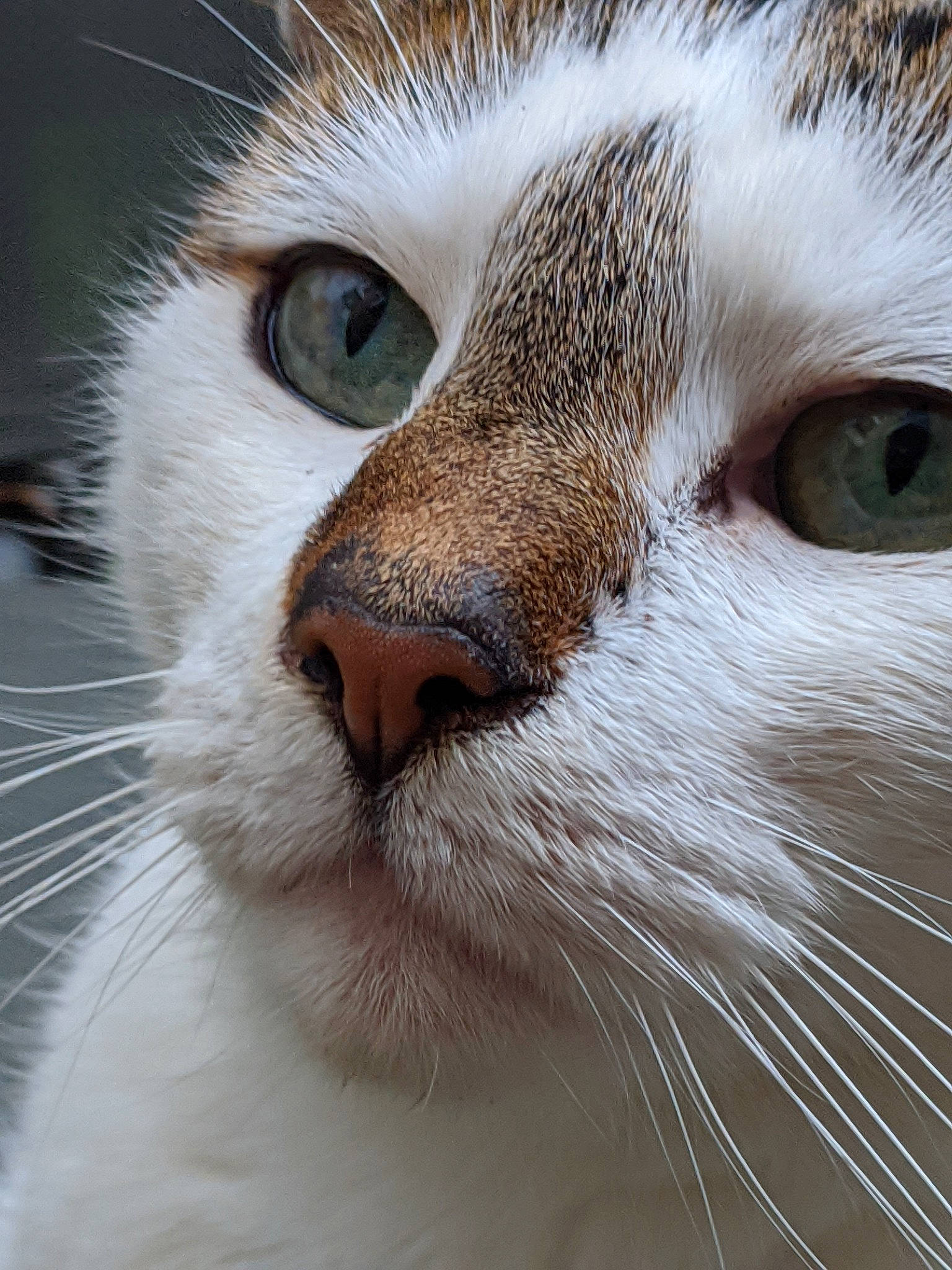 Fox a rejoint le concours — aidez-le/la à gagner de superbes lots ! aegean_cat, american_wirehair, carnivore, cat, close_up, domestic_short_haired_cat, european_shorthair, eye, felidae, fur, head, mammal, munchkin, nose, small_to_medium_sized_cats, snout, whiskers, wildlife