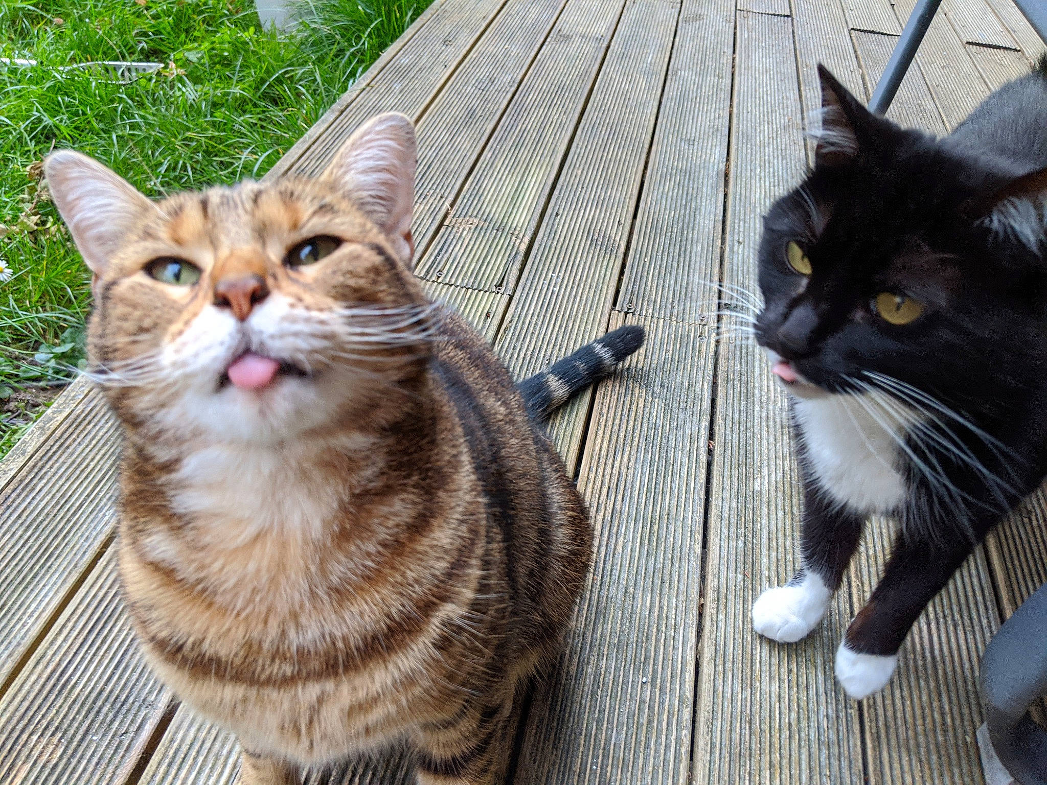 Mia a rejoint le concours — aidez-le/la à gagner de superbes lots ! aegean_cat, american_shorthair, american_wirehair, arabian_mau, asian, carnivore, cat, domestic_short_haired_cat, dragon_li, european_shorthair, felidae, fur, kitten, mammal, polydactyl_cat, small_to_medium_sized_cats, snout, tabby_cat, vertebrate, whiskers