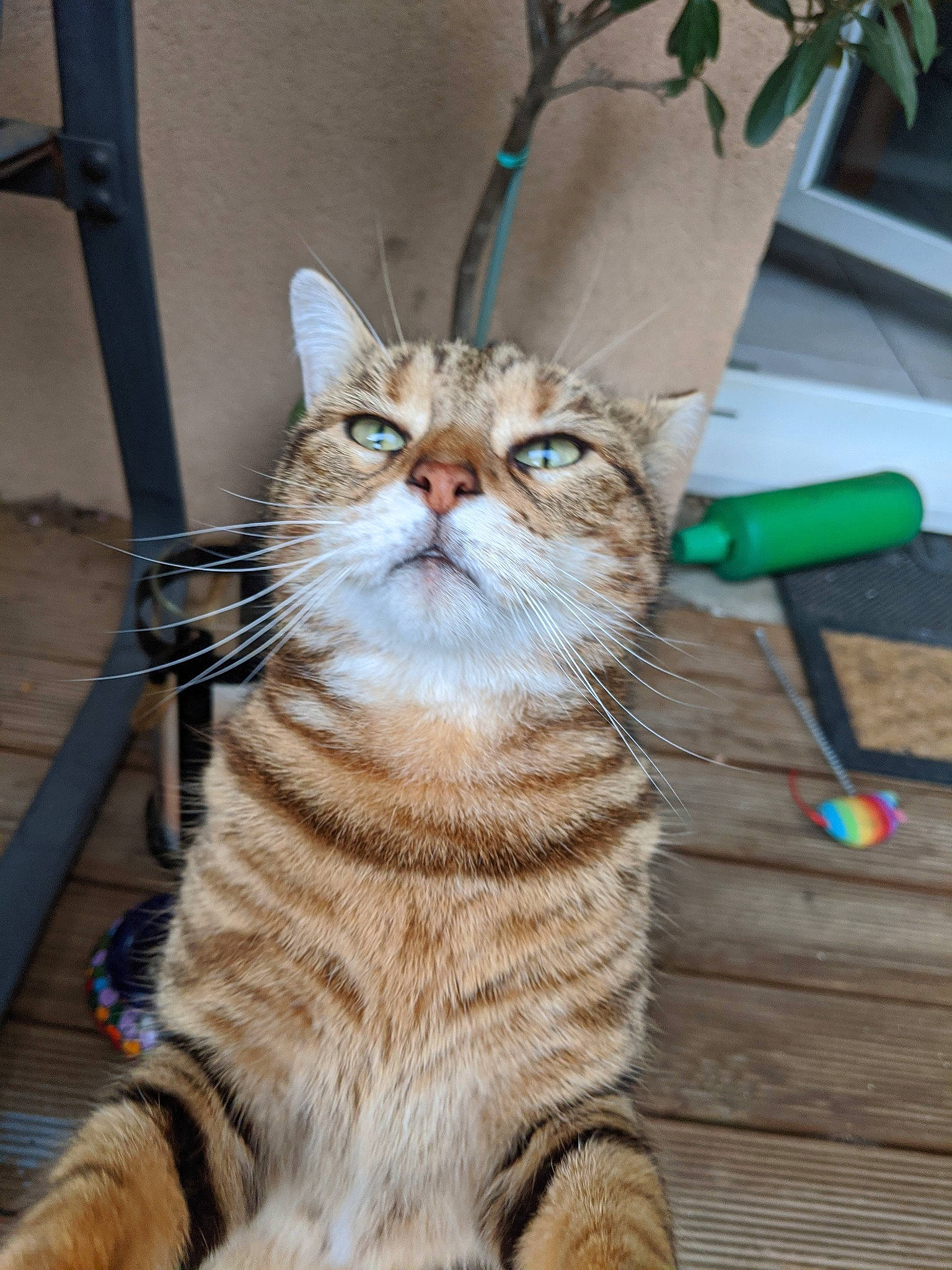 Mia a rejoint le concours — aidez-le/la à gagner de superbes lots ! aegean_cat, american_shorthair, american_wirehair, asian, carnivore, cat, claw, domestic_short_haired_cat, dragon_li, european_shorthair, fawn, felidae, mammal, siberian, small_to_medium_sized_cats, snout, tabby_cat, tail, toyger, whiskers