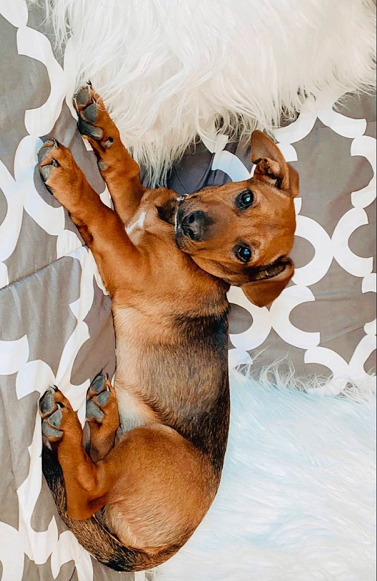Kali joined the competition — help win amazing prizes! art, canidae, carnivore, companion_dog, dog, dog_breed, drawing, fawn, fur, illustration, paw, snout, sporting_group, stuffed_toy, sunglasses, tail, terrestrial_animal, toy, whiskers, working_animal
