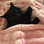 bedding, black_cat, blanket, cat, closeup, comfort, cozy, cute, ear, fur, indoor, paw, pet, pink_blanket, plush, portrait, sleeping, sleepy, soft_texture, whiskers