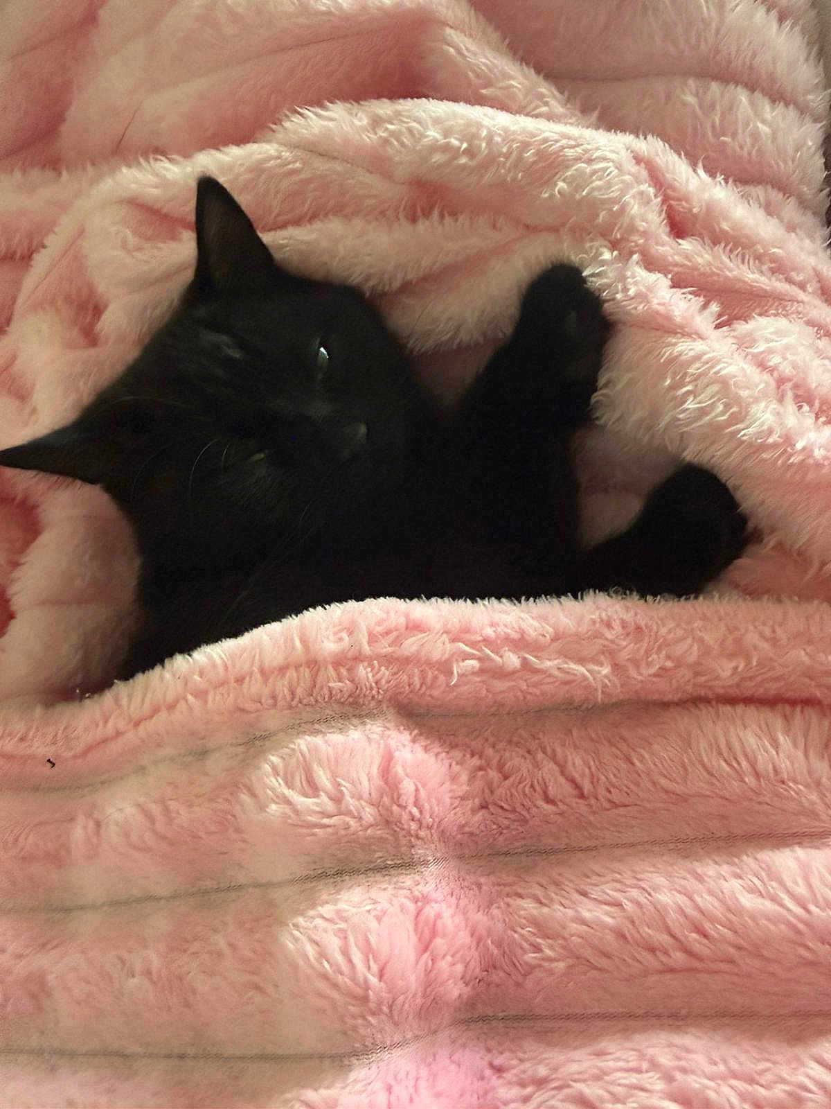 Bob joined the competition — help win amazing prizes! bedding, black_cat, blanket, cat, closeup, comfort, cozy, cute, ear, fur, indoor, paw, pet, pink_blanket, plush, portrait, sleeping, sleepy, soft_texture, whiskers