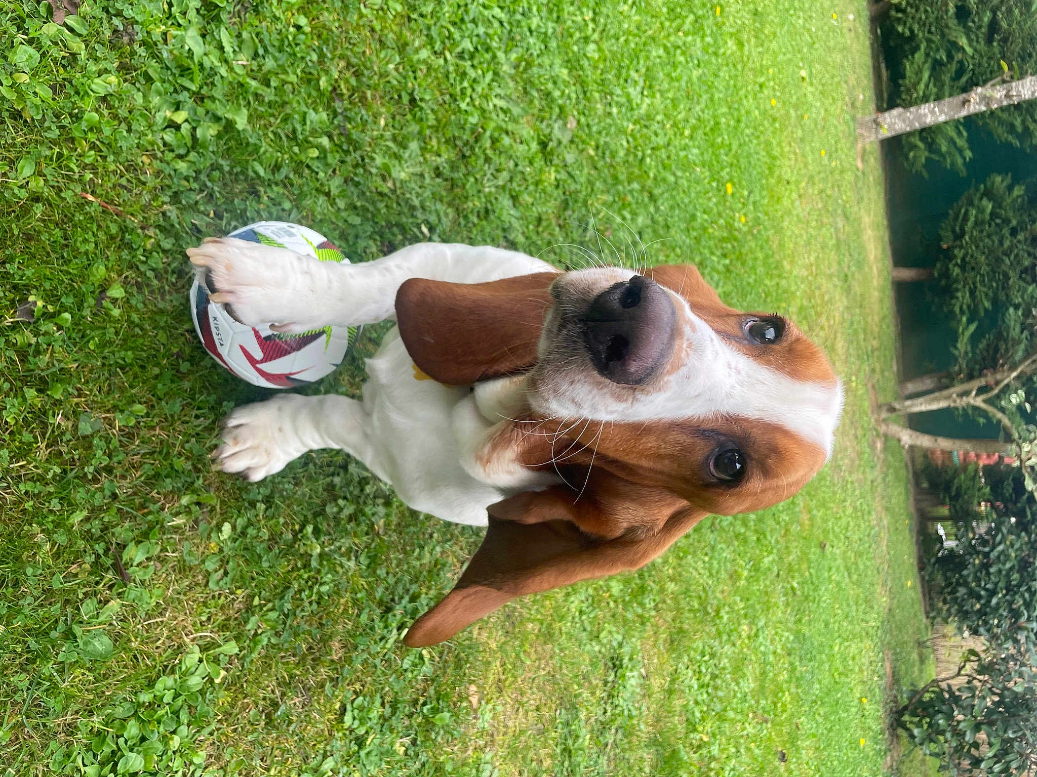 Roméo