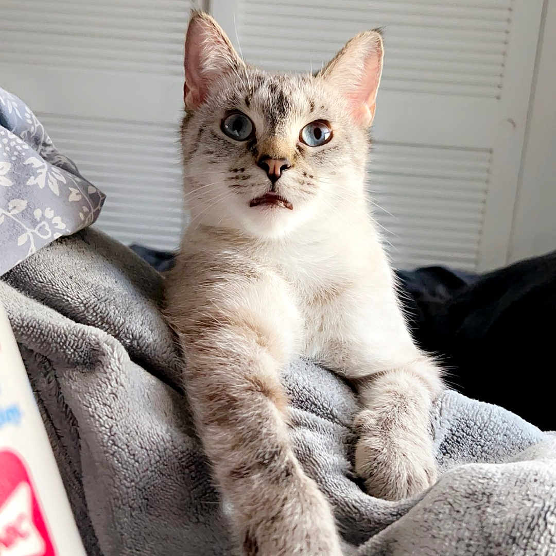 Mia joined the competition — help win amazing prizes! abyssinian, angora, animal, blanket, cat, couch, furniture, homedecor, kitten, laundry, linen, manx, pet, quilt, siamese, towel, white