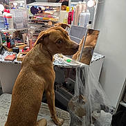 Luka joined the competition — help win amazing prizes! dog, vanity_mirror, makeup, person, reflection, lighting, stool, cosmetics, brown_dog, seated, indoor, plastic_wrap, clutter, bottles, brushes, mirror, phone, selfie, human, room