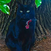 Willow is registered to the contest to win money with this photo: black_cat, cat, green_eyes, collar, pet, animal, tree_trunk, leaves, nature, outdoor, sitting, fur, whiskers, ground, calm, mystery, closeup, wildlife, portrait, daylight