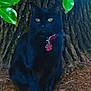 black_cat, cat, green_eyes, collar, pet, animal, tree_trunk, leaves, nature, outdoor, sitting, fur, whiskers, ground, calm, mystery, closeup, wildlife, portrait, daylight