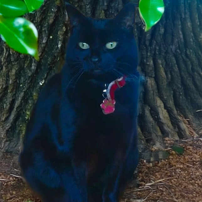 Willow is registered to the contest to win money with this photo: animal, black_cat, calm, cat, closeup, collar, daylight, fur, green_eyes, ground, leaves, mystery, nature, outdoor, pet, portrait, sitting, tree_trunk, whiskers, wildlife