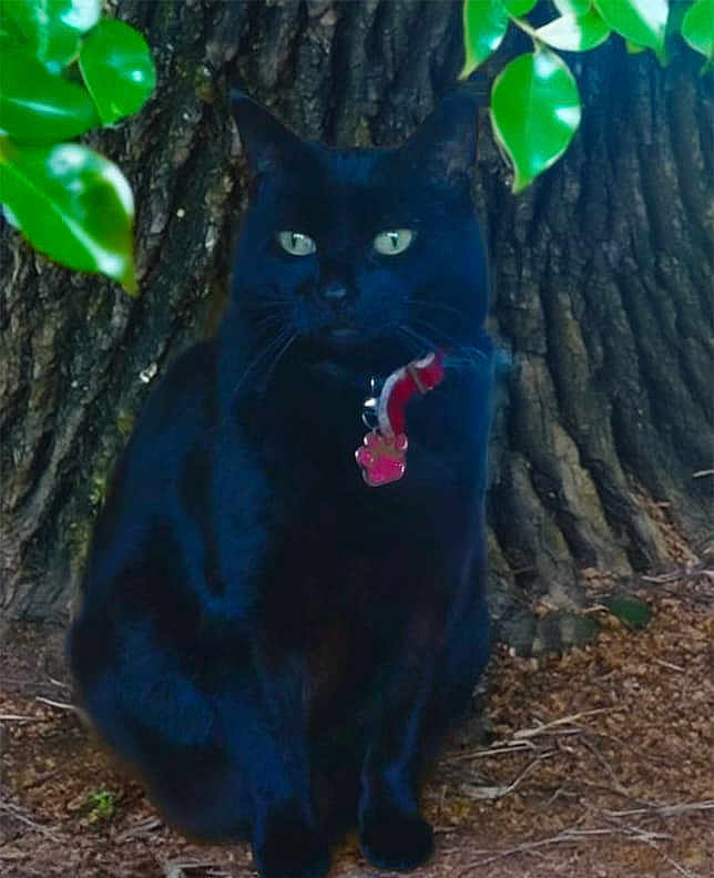 Willow is registered to the contest to win money with this photo: black_cat, cat, green_eyes, collar, pet, animal, tree_trunk, leaves, nature, outdoor, sitting, fur, whiskers, ground, calm, mystery, closeup, wildlife, portrait, daylight