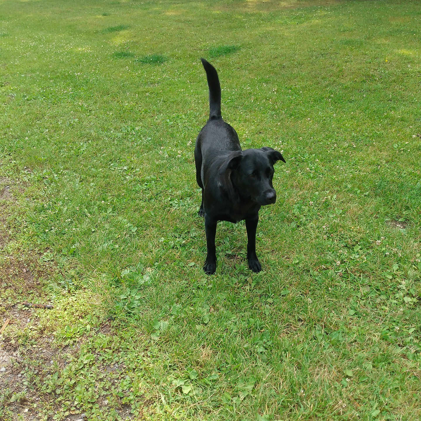 Nala joined the competition — help win amazing prizes! accessories, animal, canine, countryside, dog, field, grass, grassland, hound, labradorretriever, lawn, meadow, nature, outdoors, pet, plant, puppy, rural, strap, vegetation