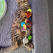 Zarra a rejoint le concours — aidez-le/la à gagner de superbes lots ! cat, tabby_cat, wide_eyes, toys, colorful, gray_surface, cylindrical_cushion, fur, whiskers, playful, pet, indoor, lying_down, curled_tail, close_up, striped_fur, alert, animal, feline, resting