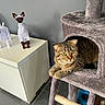 Zarra a rejoint le concours — aidez-le/la à gagner de superbes lots ! cat, tabby_cat, cat_tree, lego_dog, toy, indoor, pet, furniture, cabinet, curious, alert, gray, brown, floor_tiles, whiskers, ears, eyes, sitting, animal, home