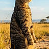 cat, tabby_cat, standing, grass, field, sunlight, outdoor, nature, animal, mound, looking_away, fur, tail, daylight, sky, wildlife, alert, mammal, whiskers, ears