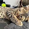 cat, kitten, sleeping, paw, tabby, fur, indoor, pet, cute, resting, mirror, tennis_ball, gray_surface, whiskers, ears, close_up, cozy, domestic_animal, animal, feline