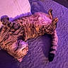 cat, tabby, pet, sleeping, relaxed, feline, indoor, blanket, purple_lighting, fur, whiskers, paw, cute, cozy, resting, striped, animal, domestic_cat, soft_texture, laid_back