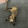 Zarra a rejoint le concours — aidez-le/la à gagner de superbes lots ! cat, tabby, pet, animal, floor, tile, stretching, playful, toy, snake_toy, indoor, relaxed, fur, whiskers, paws, belly_up, resting, cute, domestic_cat, sleepy