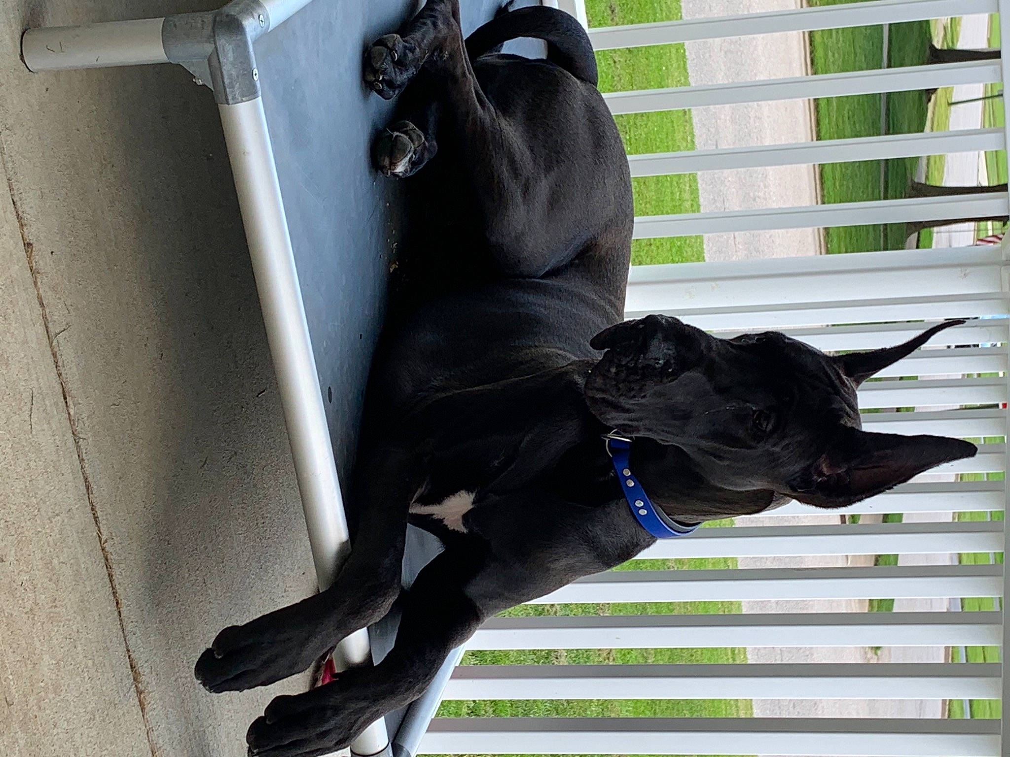 Brock is registered to the contest to win money with this photo: canidae, carnivore, collar, companion_dog, dog, dog_breed, dog_collar, dog_supply, fawn, gesture, guard_dog, leash, personal_protective_equipment, security, snout, sporting_group, tail, window, working_animal, working_dog