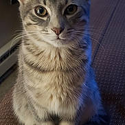 Kiki is registered to the contest to win money with this photo: cat, tabby, pet, animal, feline, indoor, sitting, fur, whiskers, ears, eyes, paws, cute, domestic_animal, mammal, portrait, looking_at_camera, closeup, home, cozy