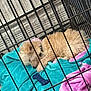 puppy, dog, sleeping, crate, blanket, toy, indoor, pet, fur, resting, cozy, cage, floor, colorful, animal, collar, cute, young, comfort, relaxation