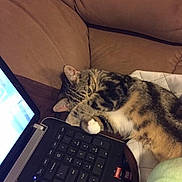 Jeter is registered to the contest to win money with this photo: cat, tabby, paw, couch, laptop, keyboard, indoor, pet, relaxing, cozy, playful, fur, covering_eye, computer, technology, home, resting, cute, animal, domestic