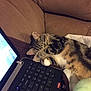 cat, tabby, paw, couch, laptop, keyboard, indoor, pet, relaxing, cozy, playful, fur, covering_eye, computer, technology, home, resting, cute, animal, domestic