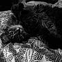 Natoo participe au concours pour gagner de l'argent avec cette photo : affenpinscher, black, black_and_white, canidae, carnivore, companion_dog, dog, dog_breed, fur, monochrome_photography, nap, non_sporting_group, photography, puppy, shih_tzu, snout, sporting_group, toy_dog, whiskers
